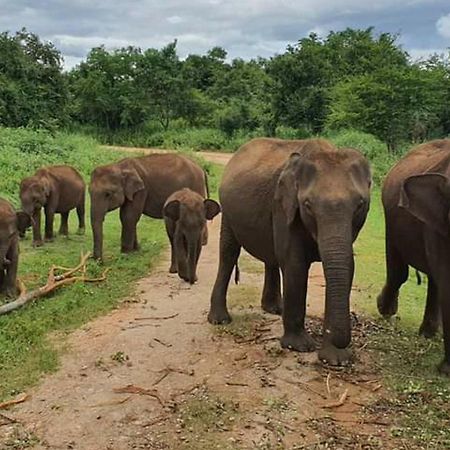 Green View Safari Paradise Udawalawe Εξωτερικό φωτογραφία