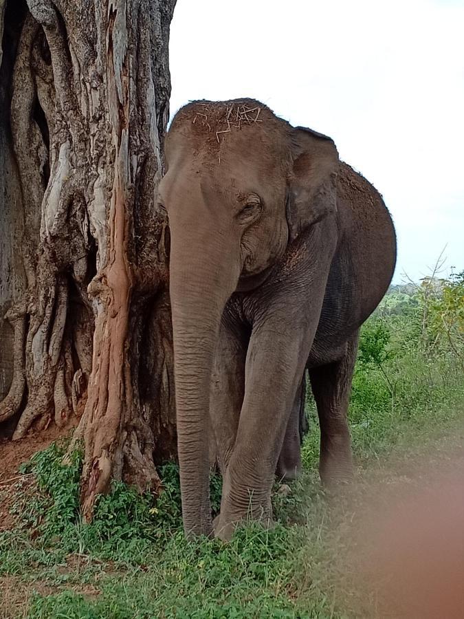 Green View Safari Paradise Udawalawe Εξωτερικό φωτογραφία